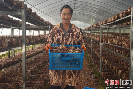 铜仁市松桃县普觉镇道塘村食用菌基地。 铜仁市松桃县普觉镇道塘村食用菌基地。