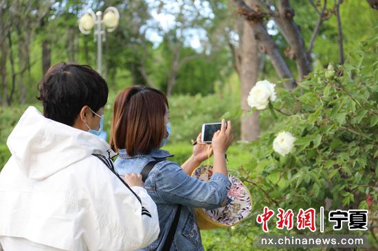 盛开的牡丹花吸引游客拍照打卡。