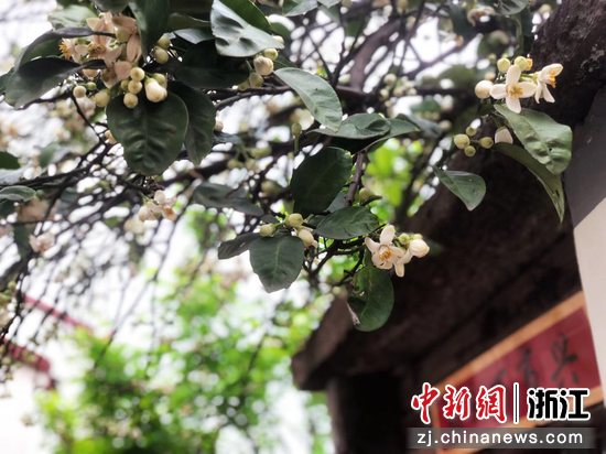马岙村橘子花开。  林波 摄