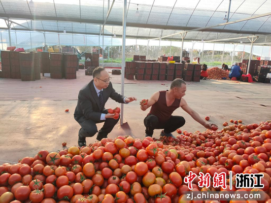 农行浙江省分行助力番茄销售。  农行浙江省分行 供图