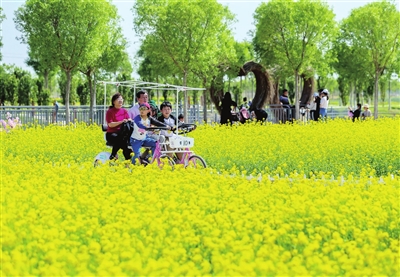 假期最后一天，在西青区稻香农谷内，游人在万亩油菜花田中观赏游玩。 记者 吴迪 摄