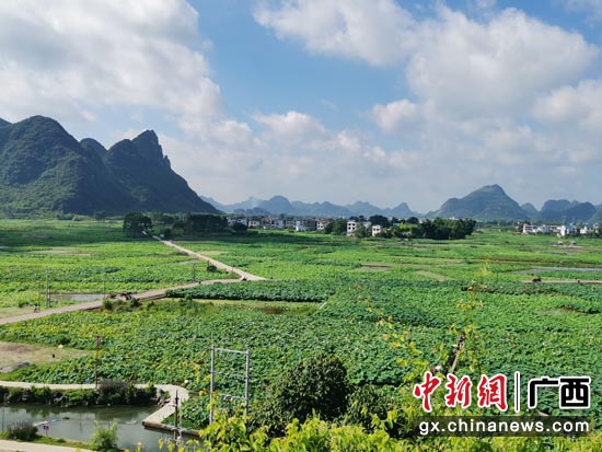 柳江区百朋镇全域土地综合整治后种植双季藕，每年吸引游客100万人次。