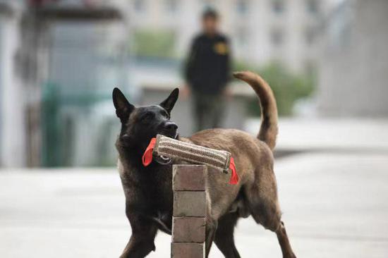 训导员对警犬进行危险物质带离训练。