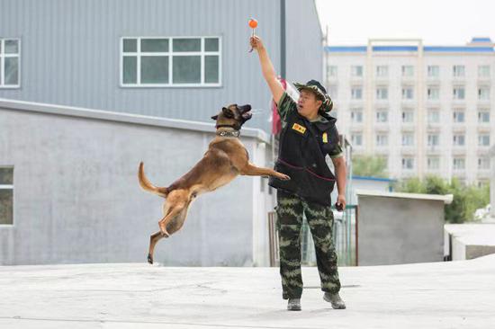 训导员利用“诱饵”训练警犬跳越能力。