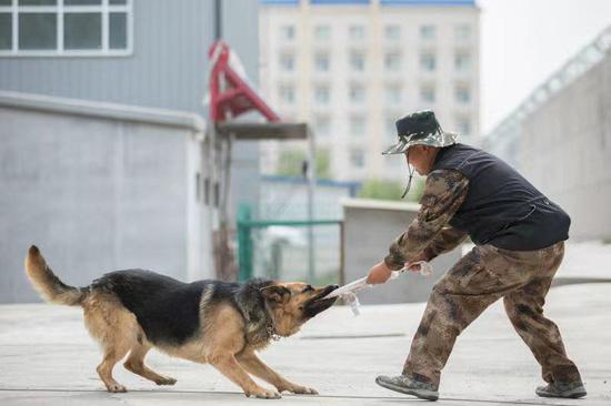 训导员对警犬撕咬能力进行训练。