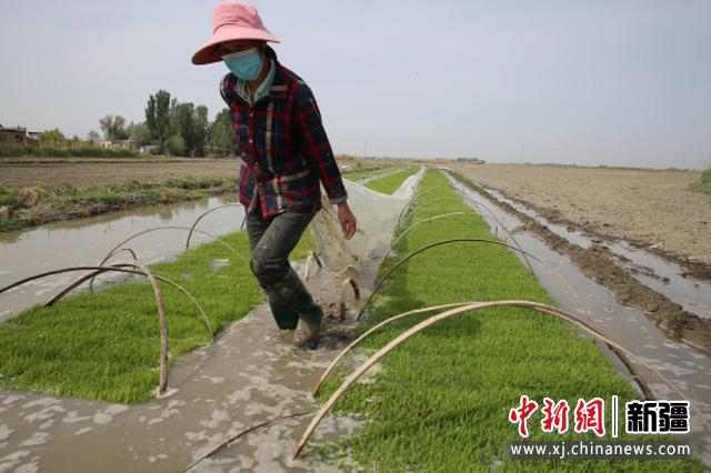 察布查尔县:农民种植水稻热情高