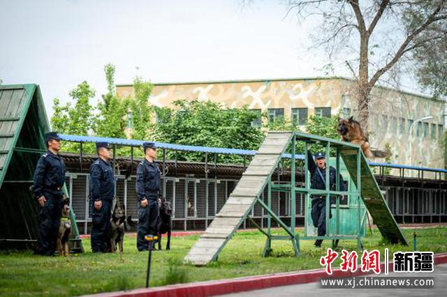 新疆昌吉：警犬綜合越障科目訓練