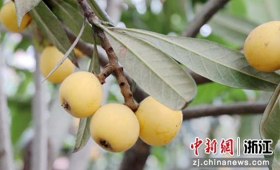 雷甸枇杷  谢尚国 摄