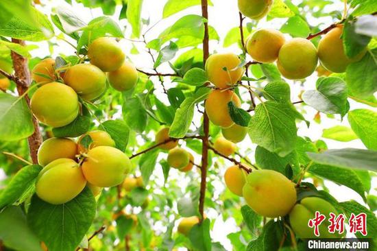 “中国早熟杏之乡”新疆托克逊县杏子成熟上市