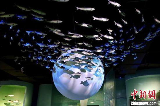 图为“水中精灵——长江鱼类展”主题展览。　王龙　摄
