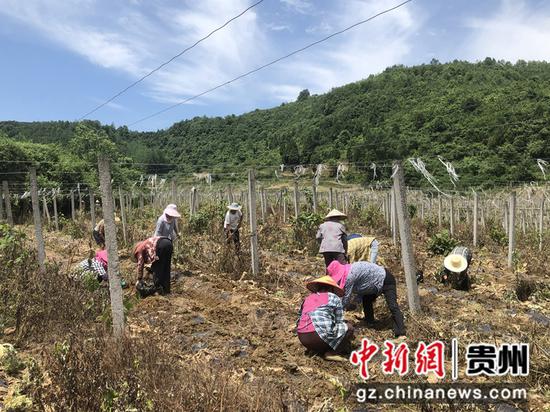 金沙县安底镇村民正在栽种辣椒  梁云乔   摄