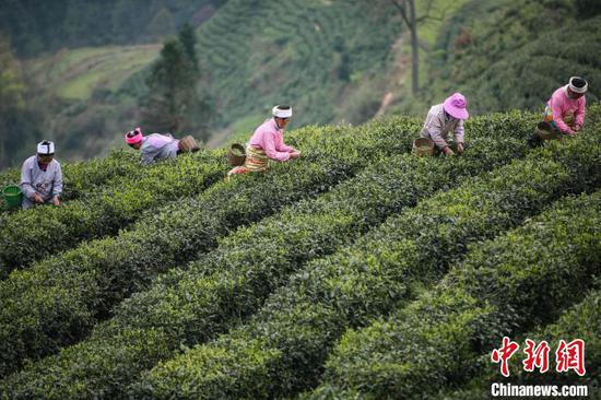 资料图：图为贵州贵定茶农在采茶。　瞿宏伦　摄