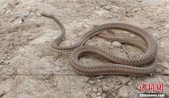 中國科研人員在“世界內陸最低處”發現花條蛇屬蛇類新種