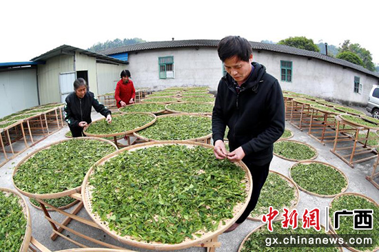 图为村民发展茶叶种植。华江乡党委供图