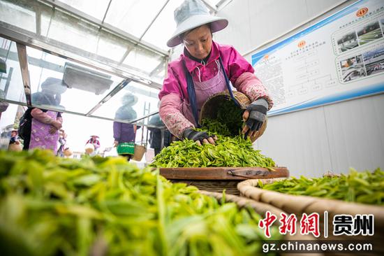 5月28日,村民在贵州省毕节市纳雍县鬃岭镇坪箐村将茶青称重。