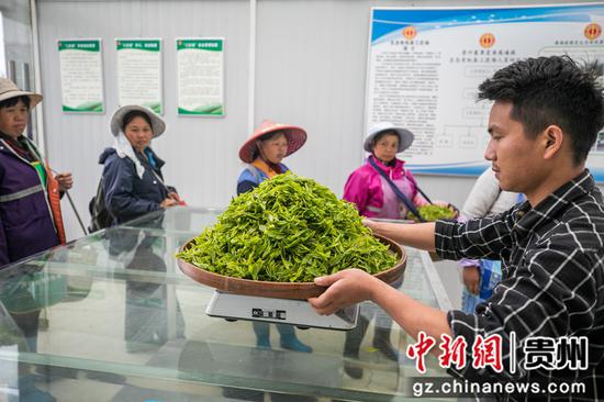 5月28日,村民在贵州省毕节市纳雍县鬃岭镇坪箐村将茶青称重。