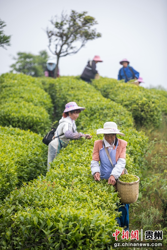 5月28日,村民在贵州省毕节市纳雍县鬃岭镇坪箐村茶园采摘夏茶。