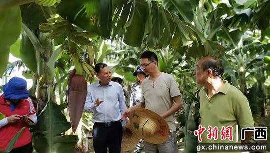 图为韦绍龙研究员（左）陪同国家香蕉产业 技术体系首席科学家谢江辉研究员（中）在南宁考察“桂蕉9号”生长挂果情况。李朝生 摄
