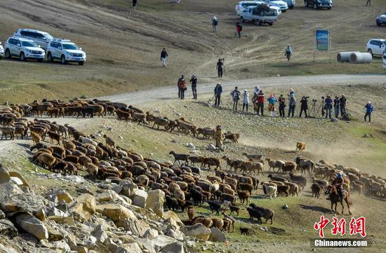 6月5日，新疆阿勒泰地区福海县沙尔布拉克春秋牧场，牧民赶着牲畜，沿着古老的“千里牧道”向水草丰沛的高山夏季牧场转移。每年5月底6月初是新疆阿勒泰地区百万牲畜大转场的季节。图为羊群转场的壮观场面吸引众多摄影爱好者前来拍摄。 中新社记者 刘新 摄
