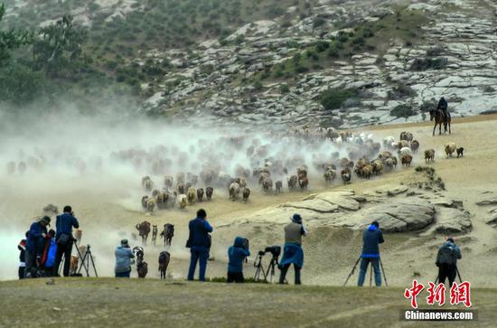 新疆阿勒泰：羊群夏季大转场 吸引摄影爱好者