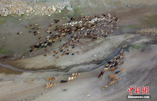 6月5日，新疆阿勒泰地区福海县沙尔布拉克春秋牧场，牧民赶着牲畜，沿着古老的“千里牧道”向水草丰沛的高山夏季牧场转移。每年5月底6月初是新疆阿勒泰地区百万牲畜大转场的季节。（无人机照片） 中新社记者 刘新 摄
