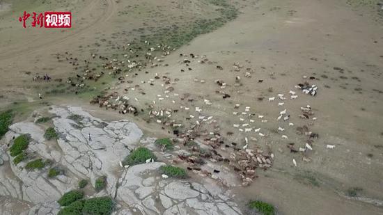 新疆阿勒泰百万牲畜“大迁徙”