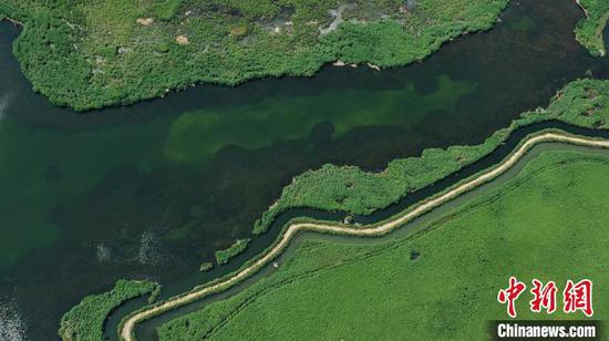 航拍新疆博斯腾湖芦苇湿地：绿意盎然
