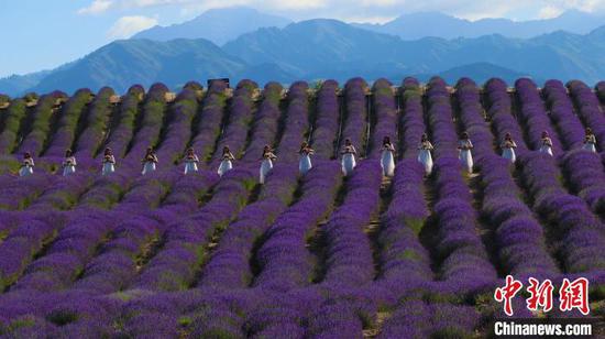紫色海洋 新疆萬畝薰衣草進入盛花期