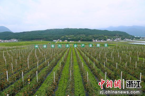 越西县现代农业（苹果）产业园区。  郭传太 摄