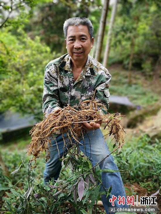 王天飞展示林下种植的菜头肾 范宇斌供图