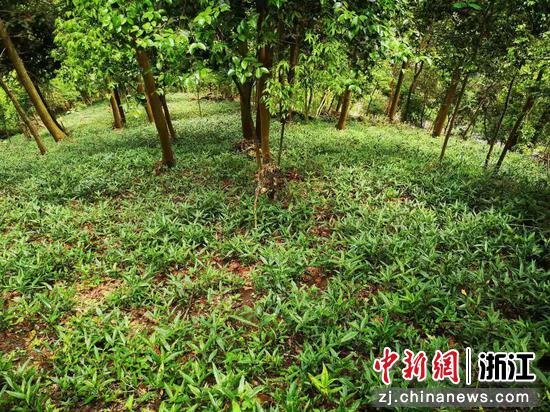 浙江黄岩上郑乡一处林下种植中药材 范宇斌供图