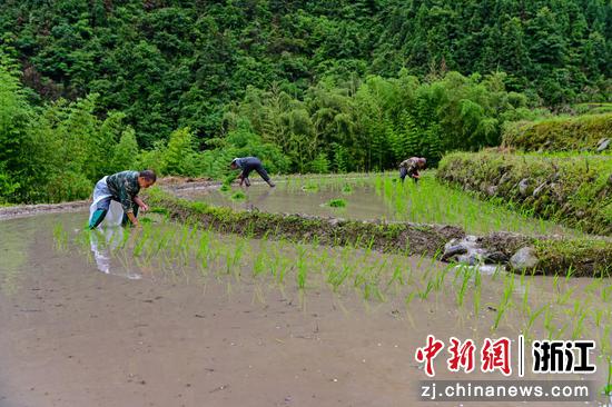 村民正在插秧 徐建锋供图