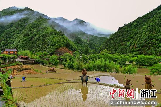 桃源村稻田 徐建锋供图