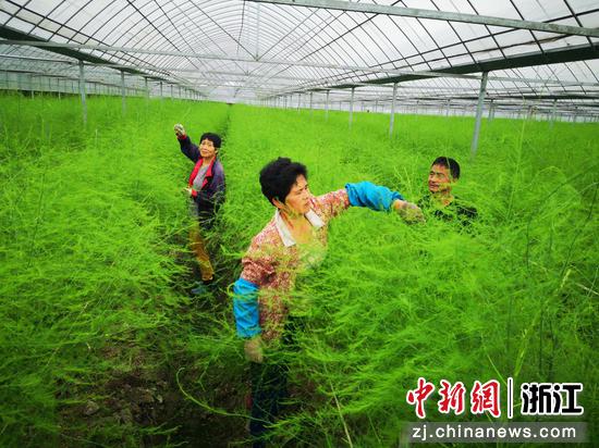 农户学习修剪芦笋杆子 许旭供图