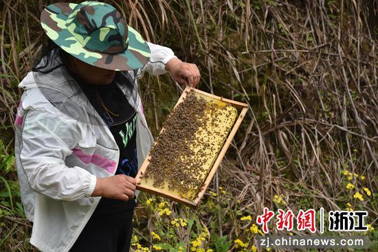 潘菊青养蜂的场景 范宇斌供图