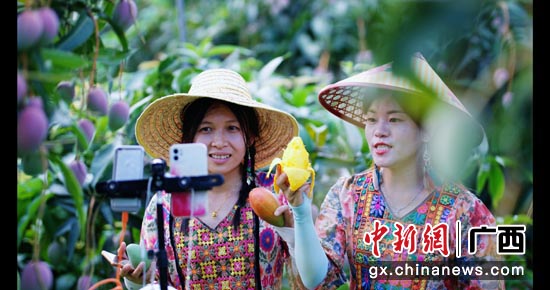 百色芒果园里的壮族姑娘通过移动5G网络与直播间互动。