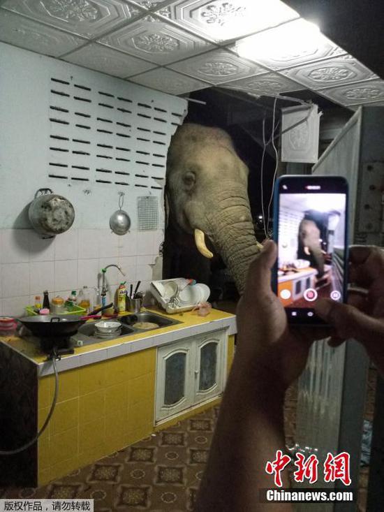 6月22日消息，近日，泰国中部华欣，一头大象闯入当地居民家中，在厨房内寻找食物。