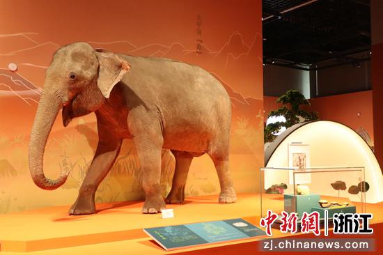 亚洲象标本。浙江自然博物院提供