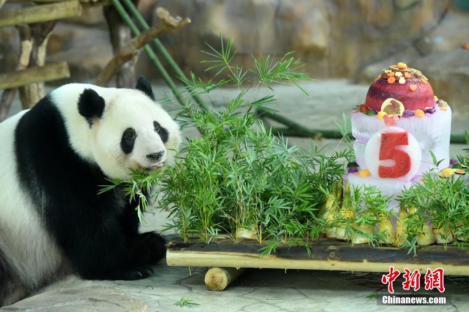 南宁：熊猫“兄妹”品尝“冰蛋糕”欢度5岁生日