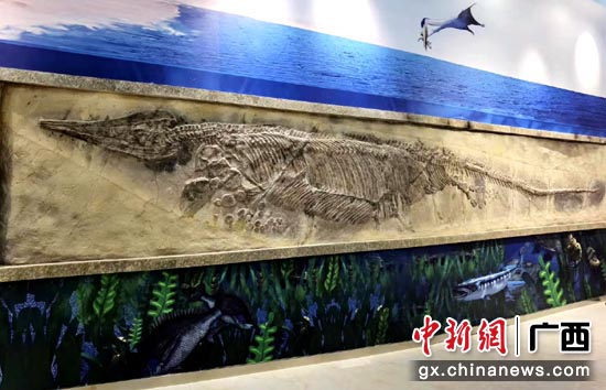 鱼龙化石标本，长约8米，保存完整，十分难得。