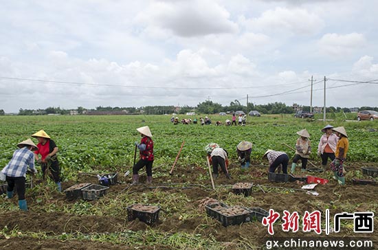 广西钦州市钦南区:小红薯撬动大产业