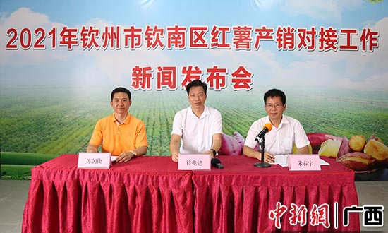 广西钦州市钦南区:小红薯撬动大产业
