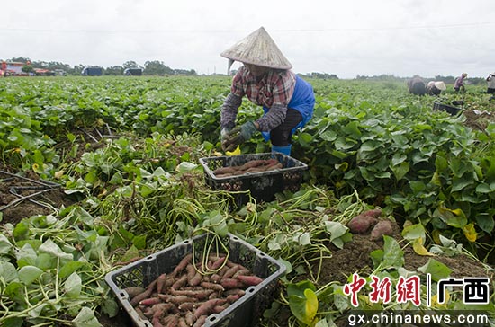 广西钦州市钦南区:小红薯撬动大产业
