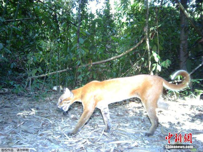 柬埔寨野外摄像头捕捉到亚洲金猫身影