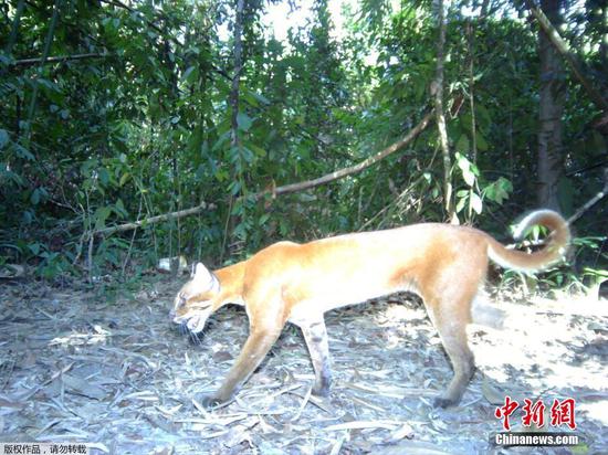 6月30日消息，近日，架设在柬埔寨腊塔纳基里省的野外摄像头捕捉到了亚洲金猫的身影。