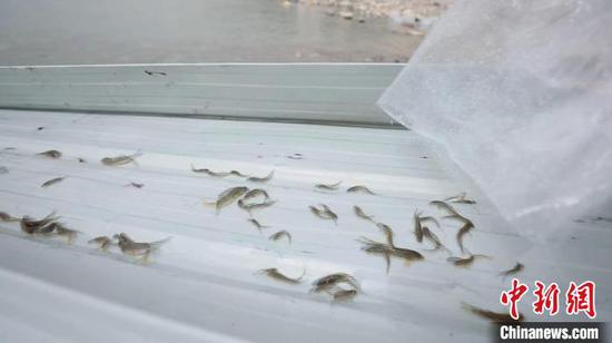 2020年到至今，阿尔塔什水利枢纽增殖放流鱼苗总数已达32.4万尾。　韩冰　摄