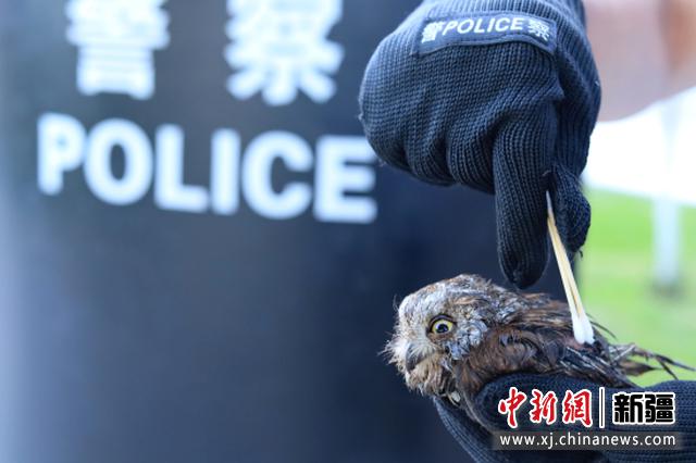 民警为受伤的国家二级保护动物猫头鹰进行伤口消毒
