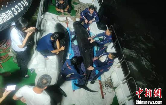 7月6日晚上，2头瓜头鲸被放归大海　临海市委宣传部供图
