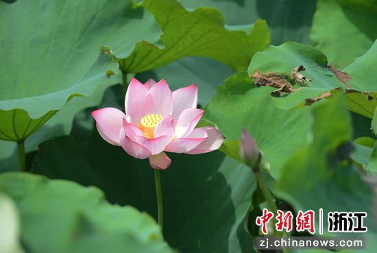 荷花绽放。  罗秋玲 摄