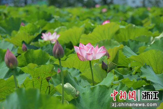 荷花绽放。  罗秋玲 摄